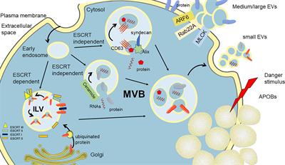 Frontiers | Extracellular Vesicles and Resistance to Anticancer 